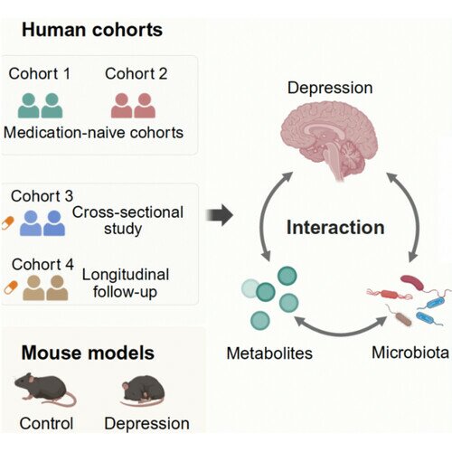 肠菌-血清代谢物:精准识别抑郁症的“情绪指纹”