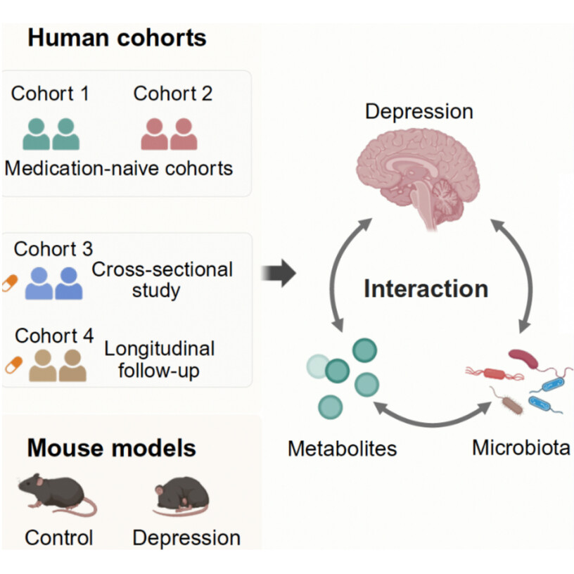 肠菌-血清代谢物：精准识别抑郁症的“情绪指纹”