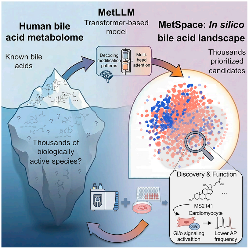 Cell Metab｜AI 照亮人体 “化学暗宇宙”！贾伟教授团队解锁全新胆汁酸分子图谱